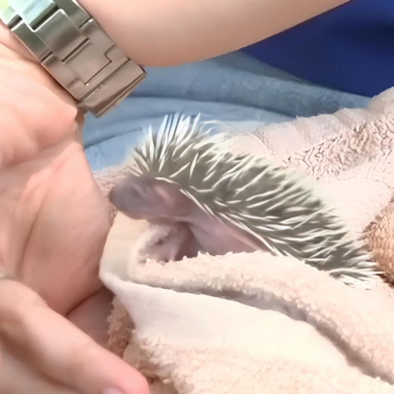 Beo zoo vrt je dobio čak 5 novih članova! Upoznajte preslatke BEBE JEŽEVE - odrasle jedinke mogu da imaju čak oko 7000 BODLJI (VIDEO)