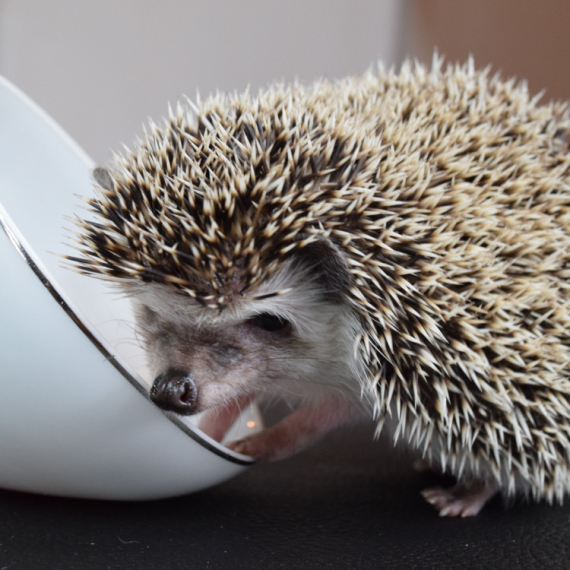 Ježić je bio veoma LJUT, a onda mu je jedna stvar PROMENILA RASPOLOŽENJE - izmamiće vam osmeh momentalno! (VIDEO)