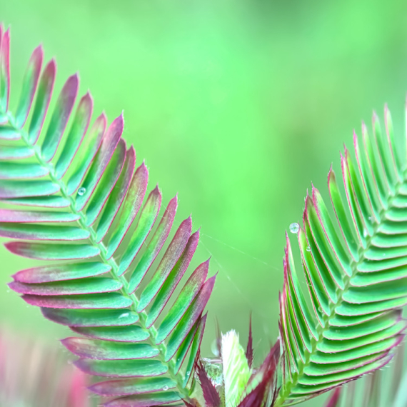 Tužni ste? Pored ove biljke to NE MOŽETE SAKRITI - ona će PROMENITI BOJU i razotkriti vaše emocije!