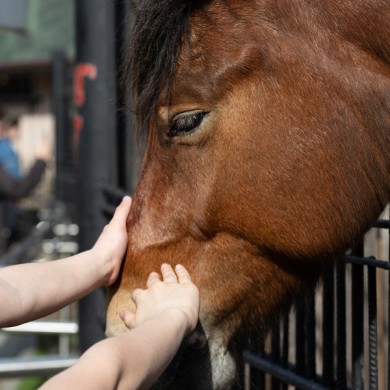 Beba je pružala rukice ka konjiću, a onda se desilo nešto PREDIVNO! Pripremite maramice i probajte da obuzdate lupanje srca (VIDEO)