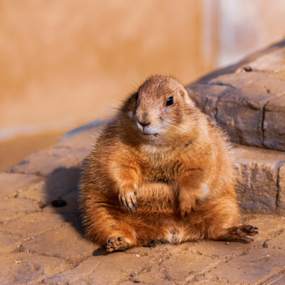 Žena je spasila VEVERICU od sopstvenog psa, a onda se desilo nešto predivno - rodila se LJUBAV kakvu još niste videli (VIDEO)