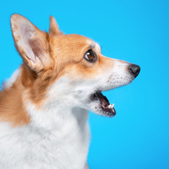 Kako prepoznati da vašeg psa muče zubi: Signali koje ne smete ignorisati