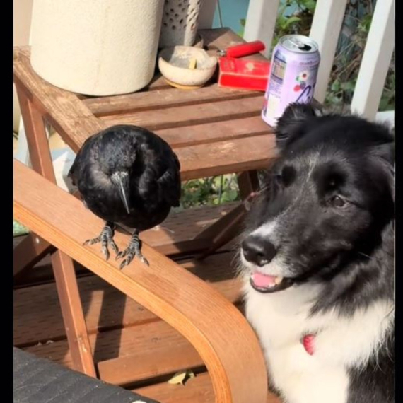 Prijateljstvo psa i vrane osvojilo svet! Nerazdvojni tandem topi srca ljudi širom planete.... (VIDEO)