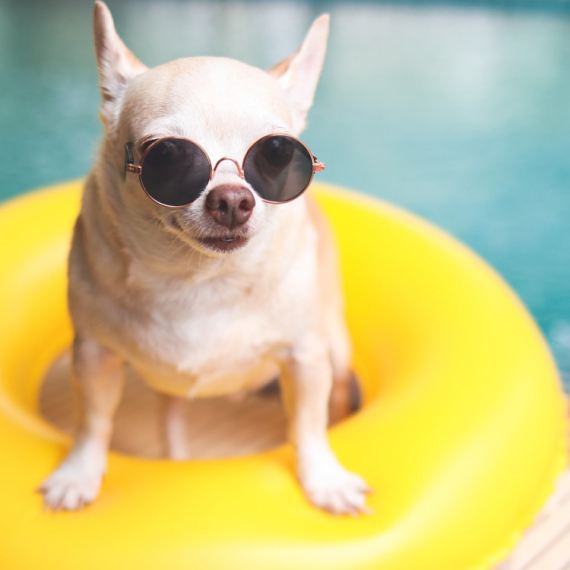 Više ne morate da brinete za ljubimce kada putujete! Hoteli za pse NA AERODROMIMA sve popularniji - U Rimu otvoren jedan vredan 5 ZVEZDICA! (VIDEO)