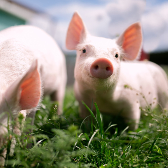 OPTIČKA ILUZIJA O KOJOJ SVI PRIČAJU! Vidite li svinjče ili mačku? Da li i vas oči varaju? (FOTO)