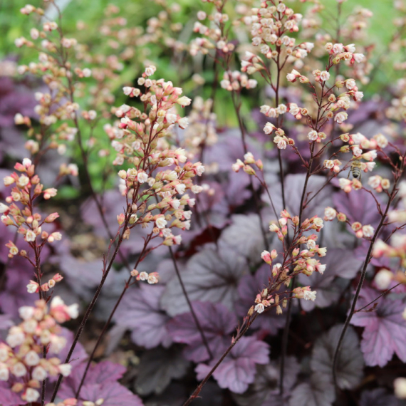 Prelepa biljka koju prate NAJGORA SUJEVERJA! Da li biste se usudili da držite KORALNI ZVONČIĆ?