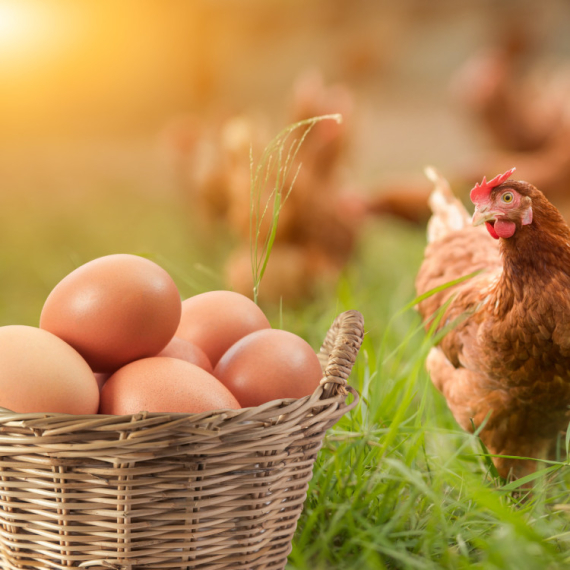 Šta je starije, KOKOŠKA ILI JAJE? Naučnici su dali ODGOVOR, misterija je KONAČNO REŠENA!