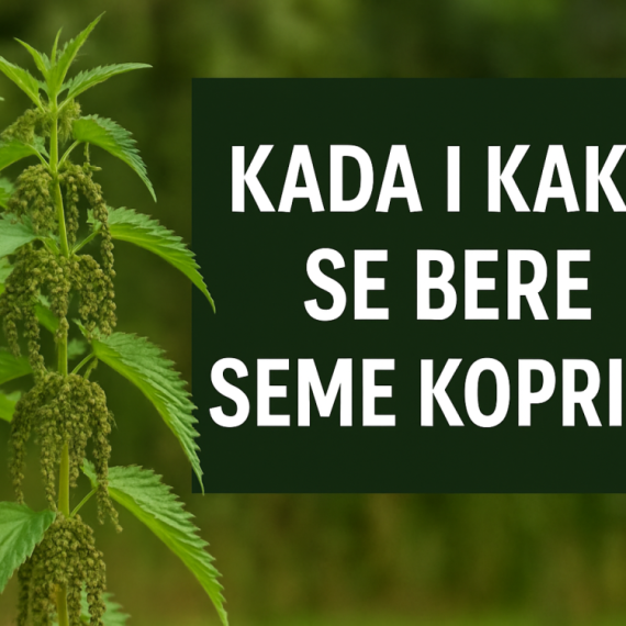 Seme koprive kada se bere? Kompletan vodič!