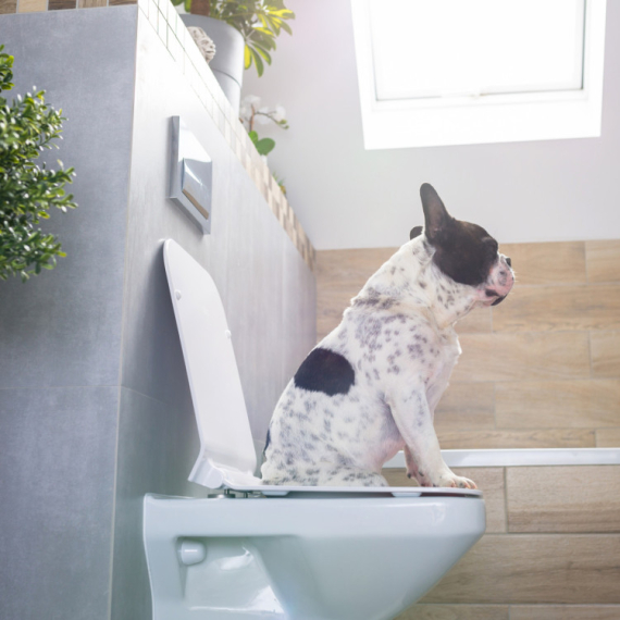 Svi su oduševljeni ovim psom! Naučio je da OBAVLJA NUŽDU u wc-u i to uz pomoć jedne stvari koju sigurno imate U KUHINJI (VIDEO)