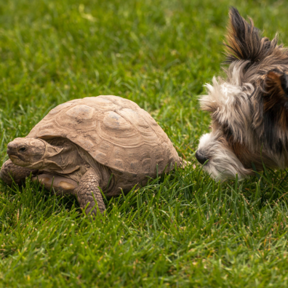 Da li ste videli NEOBIČNIJE PRIJATELJSTVO? Jedan pas i kornjača su praktično NERAZDVOJNI