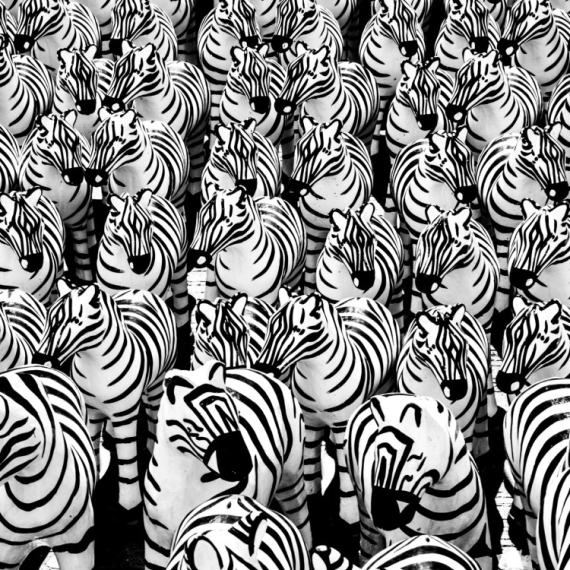 Zanimljiv psihološki test: Životinja koju prvo primetite otkriva tajne vaše ličnosti (FOTO)