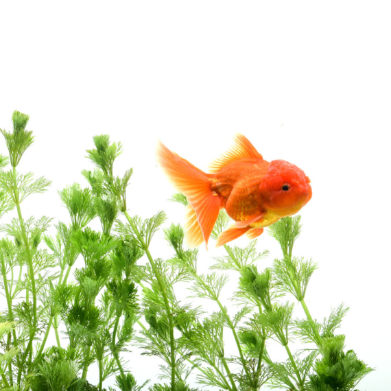 Jedni kažu da je mučenje, drugima je zabavno! Kada vidite ŠTA radi ova ZLATNA RIBICA ostaćete bez teksta (VIDEO)