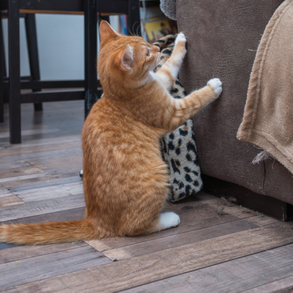 Zašto mačke obeležavaju teritoriju i GREBU NAMEŠTAJ? Stručnjaci otkrivaju pravo značenje njihovog ponašanja