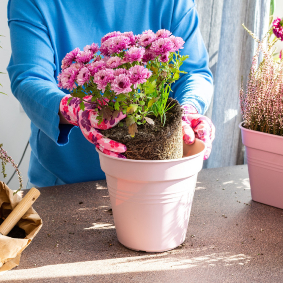 Na vreme zaštite biljke od hladnoće: Evo kada je pravi trenutak da ih unesete u dom
