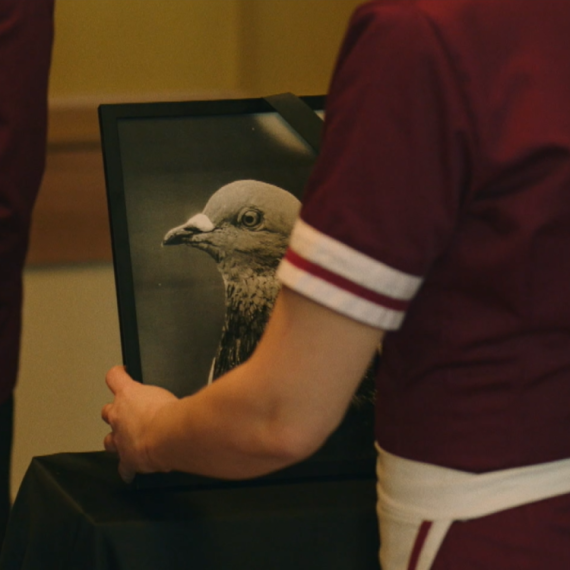 Hotel *** - Utorak, 14. oktobar - Zaposleni organizuju komemoraciju za goluba