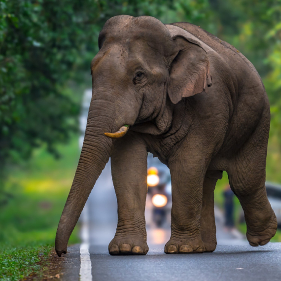 Svirao je gitaru slonovima, a onda je CELO KRDO KRENULO NA NJEGA: Ljudi trljaju oči zbog onoga što se desilo posle (VIDEO)