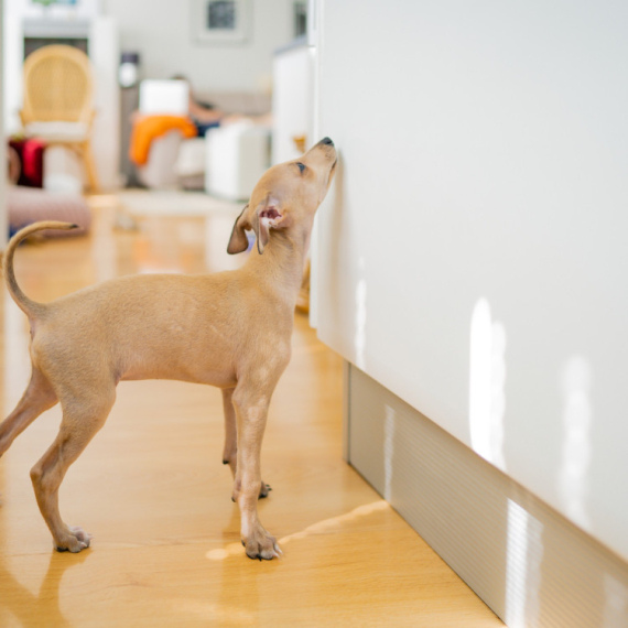 Snimak ovog psa mnoge ostavlja u ČUDU! Ovo radi SVAKO JUTRO pre doručka - i sam vlasnik je IZNENAĐEN (VIDEO)