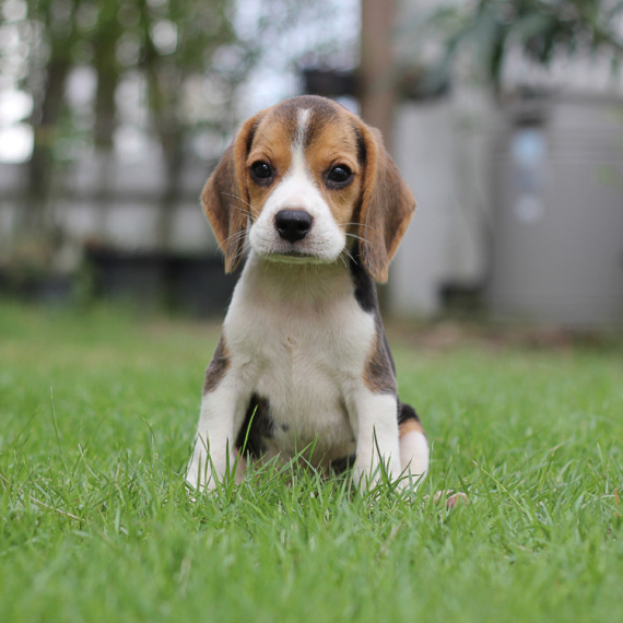 Uštedeće vam novac za veterinara! Ove rase pasa imaju najmanje zdravstvenih problema