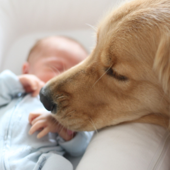 "NE ZASLUŽUJEMO PSE" Viralni snimak dirnuo milione ljudi - pogledajte kako zlatni retriver teši UPLAKANU BEBU!