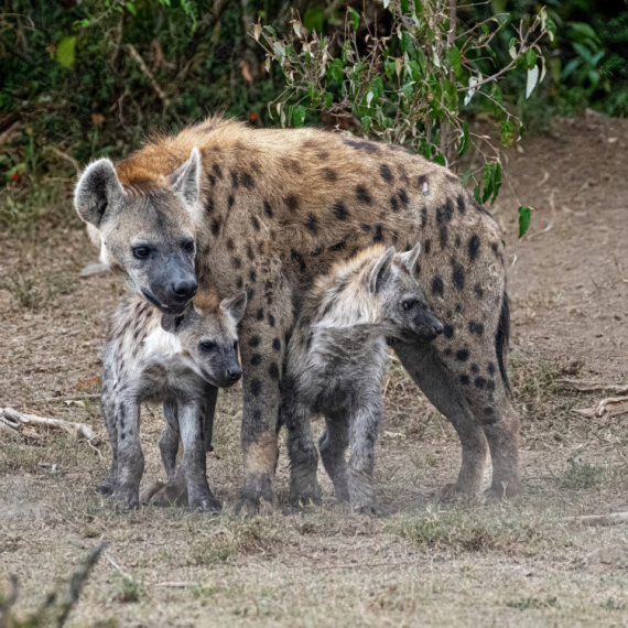 Beogradski Zoo vrt dobio DVE BEBE HIJENE! Stare su DVE NEDELJE, ali još uvek NEMAJU IMENA - RAZLOG JE NEVEROVATAN! (VIDEO)