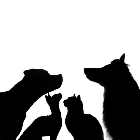 Ono što prvo vidite na ilustraciji otkriće jedan nepoznati aspekt vaše ličnosti