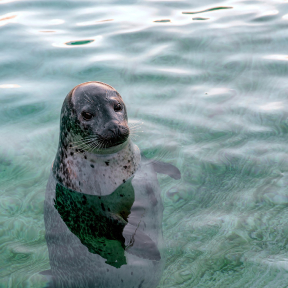 "ČAK I DA JE VEŠTAČKA INTELIGENCIJA OVO JE PREDIVNO" Snimak dečaka i foke zapalio mreže - ljudi ne mogu da se nagledaju ove SLATKOĆE (VIDEO)