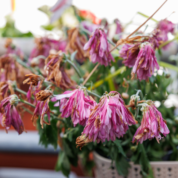 NIJE SVE IZGUBLJENO! Evo kako da oporavite ORONULU BILJKU u samo 5 koraka!