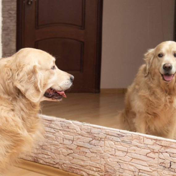 OGLEDALCE, OGLEDALCE: Retriverka prvi put ugledala svoj ODRAZ i prosto ne može da se nadivi tolike lepote (VIDEO)