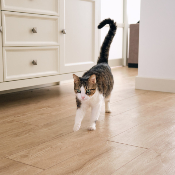 Njen rep sve otkriva: Nije isto da li je podignut ili uvijen, saznajte šta mačka želi da vam poruči