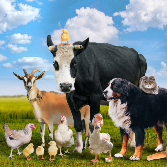 E, sad smo sve videli! Nećete verovati KOJU ŽIVOTINJU ovaj dečko drži kao kućnog ljubimca - čak SPAVAJU u istom krevetu (VIDEO)