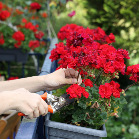 SADA JE IDEALNO VREME ZA SADNJU! Cvećar otkriva KOJE BILJKE mogu da prežive hladne mesece