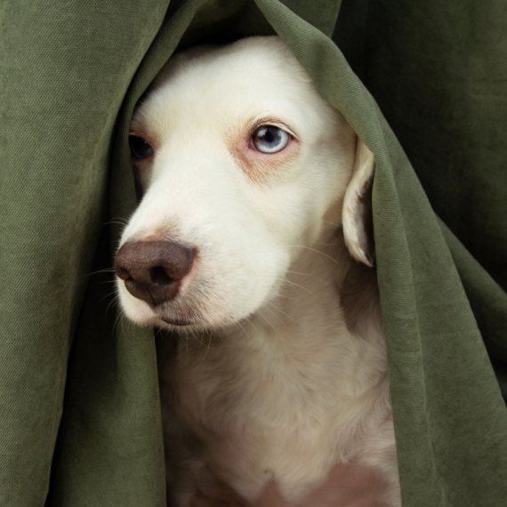 Ovi znakovi ukazuju na to da je vaš PAS POD STERESOM