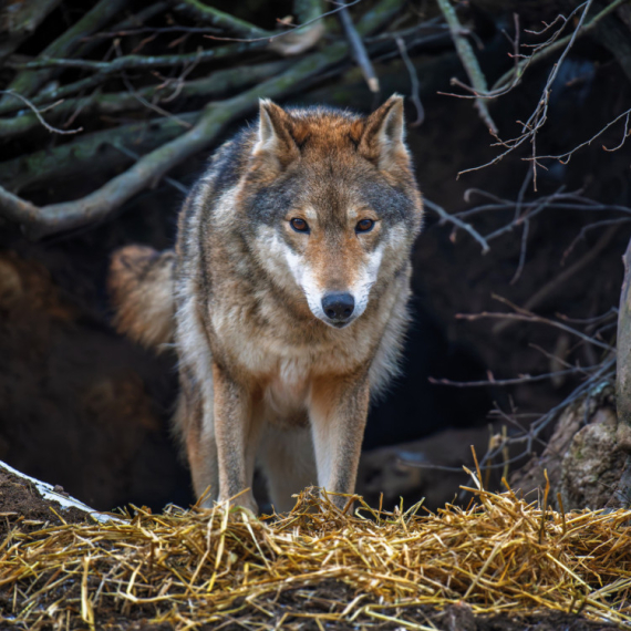 DANAS POČINJU "VUČJI DANI": Koji običaji važe tokom MRATINACA i zašto prema narodnom verovanju morate biti POSEBNO OPREZNI u ovom periodu godine