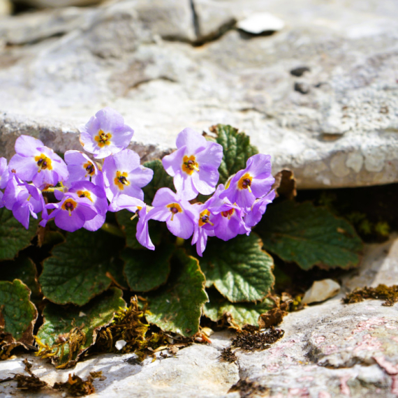 Nazivamo je BILJKOM FENIKS i poistovećujemo sa Srbijom i srpskim vojnicima - Evo po čemu je posebna NATALIJINA RAMONDA