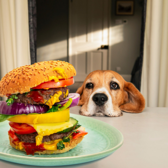Mnogi vlasnici prave istu grešku: Neke namirnice nikako ne smete da dajete psu