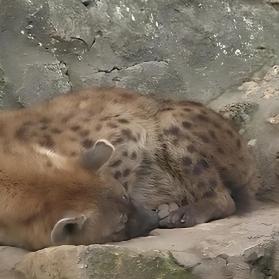 Beo zoo vrt je bogatiji za DVA MLADUNCA! Rađaju se sa zubima, beba ženka već prvog dana ubija malog mužjaka, a ipak važe za PORODIČNE ŽIVOTINJE