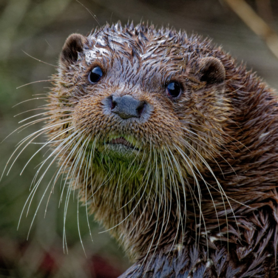 "ČAK I DA JE VEŠTAČKA INTELIGENCIJA OVO JE PREDIVNO" Snimak dečaka i vidre zapalio mreže - ljudi ne mogu da se nagledaju ove SLATKOĆE (VIDEO)