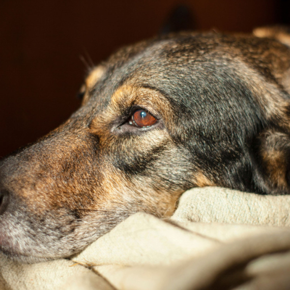 Veterinarka otkrila koliko vremena pas zaista treba da provodi sam i koje rase teško podnose samoću