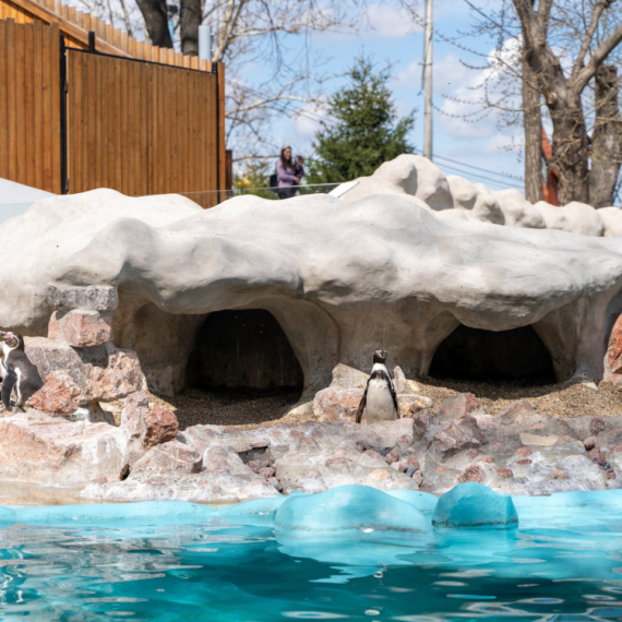 STIGLI IZ DANSKE! Pogledajte kako izgledaju novi pingvinčići Beo zoo vrta! (VIDEO)