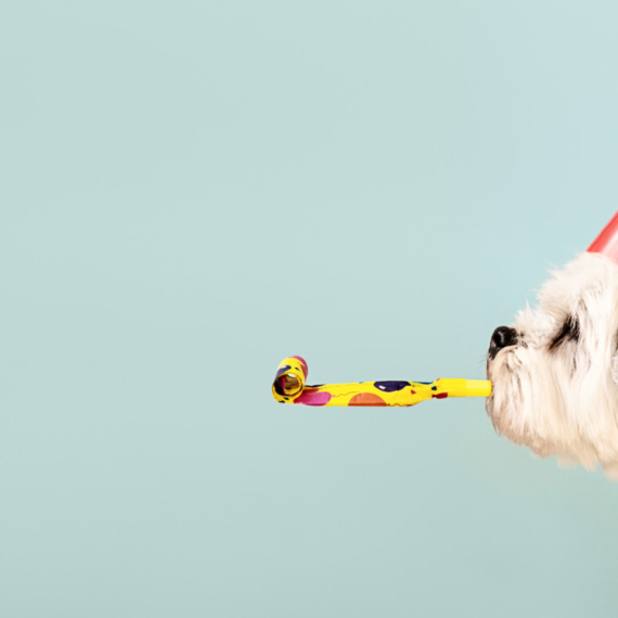 Klasično ime ponovo na vrhu liste najpopularnijih imena za pse u 2025. godini