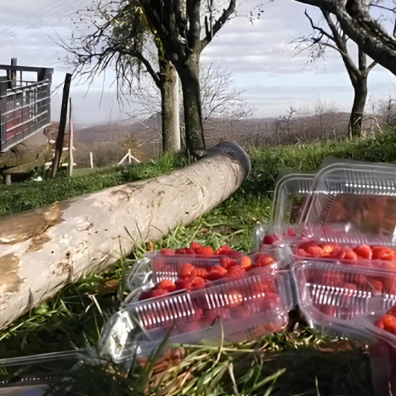 Za rubriku VEROVALI ILI NE: Pod Rudnikom STIGLE MALINE ZA BERBU u NOVEMBRU! "I mi smo se zaprepastili!"