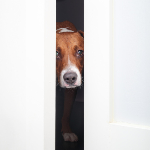 Zašto bi svaki novi vlasnik psa trebao poznavati pravilo 3-3-3