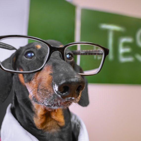 Šta ste PRVO ugledali na OVOM PSU? Rešite test i saznajte ŠTA to govori o vama! (FOTO)