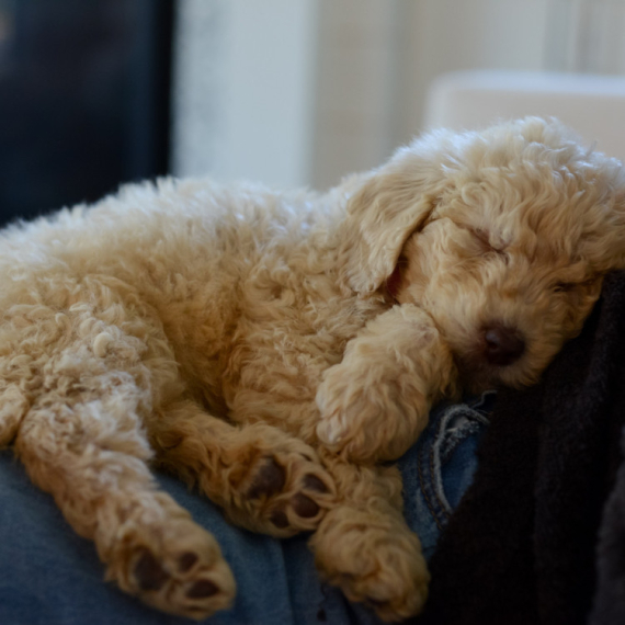 Ovu čestu GREŠKU ljudi prave kada donose ŠTENE u kuću, a može izazvati veliku UZNEMIRENOST