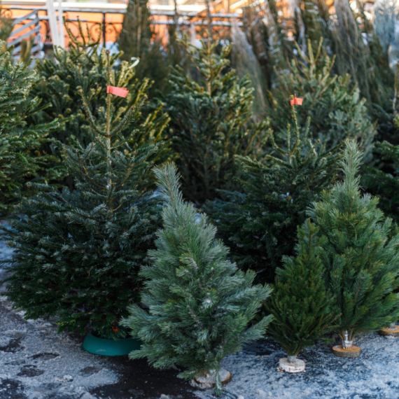 Da li ste više za PRIRODNU ili VEŠTAČKU JELKU? Evo koliko se kreću cene na pijacama (VIDEO)