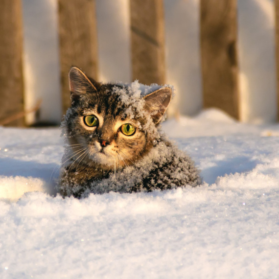 ZBUNJENOST I RADOST U ISTO VREME: Mače koje prvi put VIDI SNEG oduševilo milione korisnika TikToka (VIDEO)