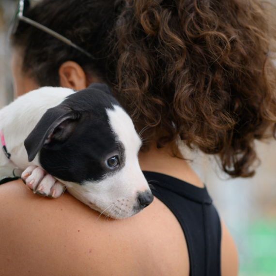 Evo zašto bi svaki novi vlasnik psa bi trebalo da zna i primeni PRAVILO 3-3-3