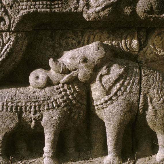 NAJSTARIJA OPTIČKA ILUZIJA: Da li vidite BIKA ILI SLONA?