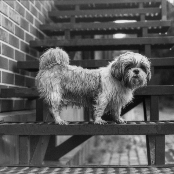 Pokušala je da nauči psa da koristi stepenice, a njegova reakcija je SVE NASMEJALA!
