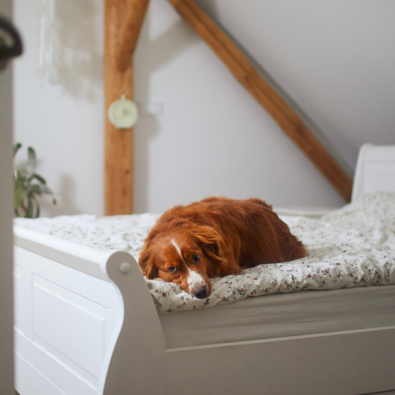 Promene u ponašanju psa koje vlasnici ne bi smeli da ignorišu